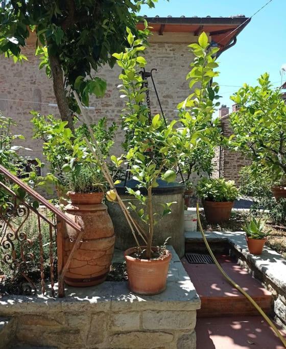 Apartamento Petreto Il Giardino Dei Limoni Castiglion Fiorentino Exterior foto